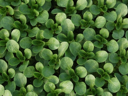 Picture of Corn Salad - Vit